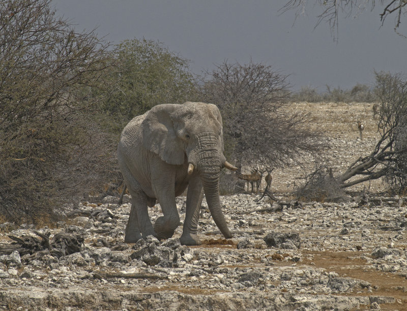 Okaukuejo, African Elephant